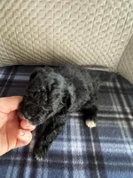 REDUCED! TOY SIZE, a male Maltipoo for sale in Live Oak, FL – Photo 5 of 7