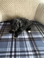 REDUCED! TOY SIZE, a male Maltipoo for sale in Live Oak, FL – Photo 4 of 7