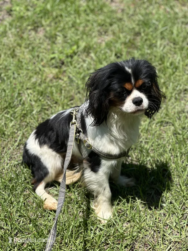 Handsome ! – Cavalier King Charles Spaniel puppy for sale in Live Oak, FL