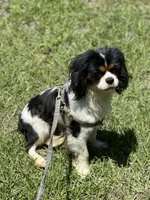 Handsome !, a male Cavalier King Charles Spaniel for sale in Live Oak, FL – 1 of 8
