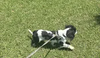 Handsome !, a male Cavalier King Charles Spaniel for sale in Live Oak, FL – 5 of 8