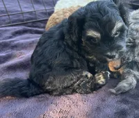 REDUCED! TOY CAVAPOO !, a male Cavapoo for sale in Live Oak, FL – 2 of 5
