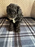 PRICE REDUCED ! TOY SIZE , a male Maltipoo for sale in Live Oak, FL – Photo 1 of 5
