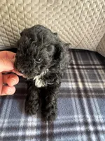 PRICE REDUCED ! TOY SIZE , a male Maltipoo for sale in Live Oak, FL – Photo 4 of 5