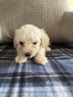 REDUCED! TOY MALTIPOO!, a female Maltipoo for sale in Live Oak, FL – Photo 3 of 3