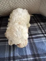 REDUCED! TOY MALTIPOO!, a female Maltipoo for sale in Live Oak, FL – Photo 2 of 3