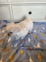 Beautiful Female ! Reduced!, a female Shihpoo for sale in Live Oak, FL – 3 of 7