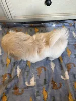 Beautiful Female ! Reduced!, a female Shihpoo for sale in Live Oak, FL – 4 of 7