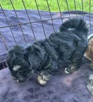REDUCED! TOY CAVAPOO !, a male Cavapoo for sale in Live Oak, FL – 3 of 5