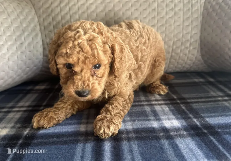 REDUCED! TOY MALTIPOO ! – Maltipoo puppy for sale in Live Oak, FL