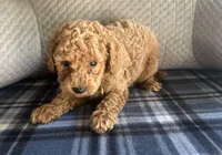 REDUCED! TOY MALTIPOO !, a male Maltipoo for sale in Live Oak, FL – Photo 1 of 5