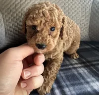 REDUCED! TOY MALTIPOO !, a male Maltipoo for sale in Live Oak, FL – Photo 3 of 5