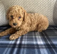 REDUCED! TOY MALTIPOO !, a male Maltipoo for sale in Live Oak, FL – Photo 4 of 5