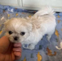 Toy Pek a Tzu Female Puppy REDUCED !, a female Pekingese and Shih Tzu for sale in Live Oak, FL – 6 of 9