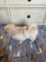 Toy Pek a Tzu Female Puppy REDUCED !, a female Pekingese and Shih Tzu for sale in Live Oak, FL – 9 of 9