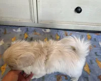 Toy Pek a Tzu Female Puppy REDUCED !, a female Pekingese and Shih Tzu for sale in Live Oak, FL – 3 of 9