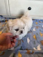 Toy Pek a Tzu Female Puppy REDUCED !, a female Pekingese and Shih Tzu for sale in Live Oak, FL – 8 of 9