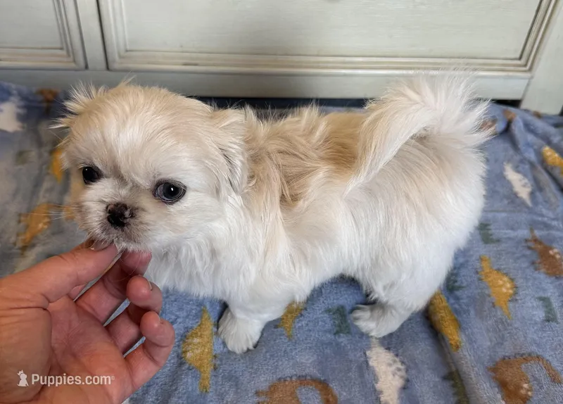 Toy Pek a Tzu Female Puppy REDUCED ! – Pekingese, Shih Tzu puppy for sale in Live Oak, FL