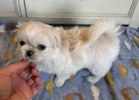Toy Pek a Tzu Female Puppy REDUCED !, a female Pekingese and Shih Tzu for sale in Live Oak, FL – 1 of 9