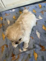 Toy Pek a Tzu Female Puppy REDUCED !, a female Pekingese and Shih Tzu for sale in Live Oak, FL – 5 of 9