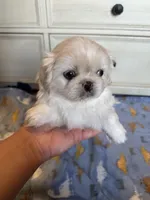 Toy Pek a Tzu Female Puppy REDUCED !, a female Pekingese and Shih Tzu for sale in Live Oak, FL – 4 of 9