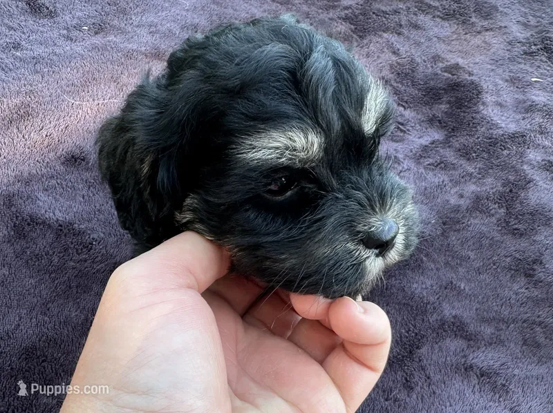 REDUCED! TOY MALTIPOO ! – Maltipoo puppy for sale in Live Oak, FL