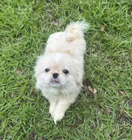 Beautiful Pekingese Female Puppy !, a female Pekingese for sale in Live Oak, FL – 5 of 6