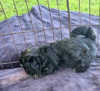 REDUCED! TOY CAVAPOO !, a male Cavapoo for sale in Live Oak, FL – 4 of 5
