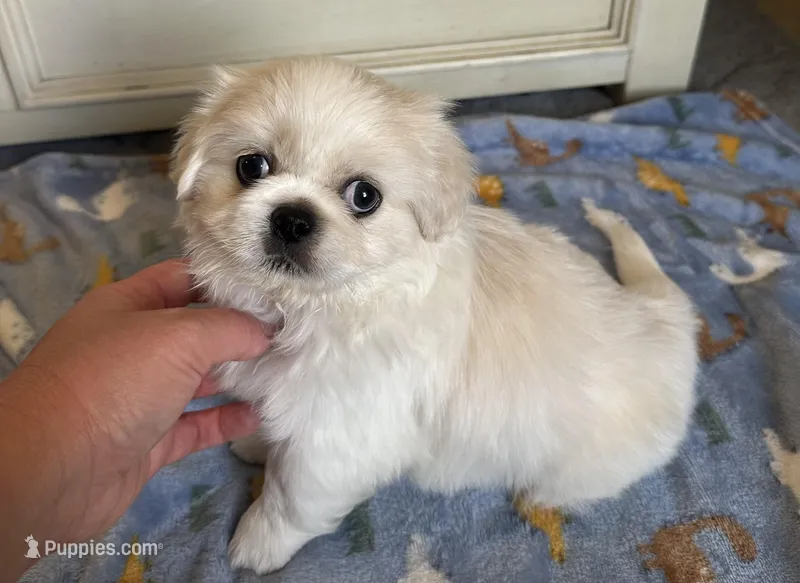 Toy Pekingese Male Puppy REDUCED ! – Pekingese puppy for sale in Live Oak, FL