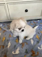 Toy Pekingese Male Puppy REDUCED !, a male Pekingese for sale in Live Oak, FL – 7 of 10