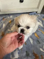 Toy Pekingese Male Puppy REDUCED !, a male Pekingese for sale in Live Oak, FL – 6 of 10