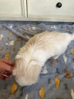Toy Pekingese Male Puppy REDUCED !, a male Pekingese for sale in Live Oak, FL – 9 of 10