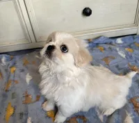 Toy Pekingese Male Puppy REDUCED !, a male Pekingese for sale in Live Oak, FL – 2 of 10