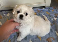 Toy Pekingese Male Puppy REDUCED !, a male Pekingese for sale in Live Oak, FL – 5 of 10