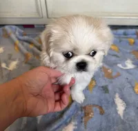 Toy Pekingese Male Puppy REDUCED !, a male Pekingese for sale in Live Oak, FL – 3 of 10
