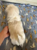 Toy Pekingese Male Puppy REDUCED !, a male Pekingese for sale in Live Oak, FL – 4 of 10