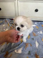 Toy Pekingese Male Puppy REDUCED !, a male Pekingese for sale in Live Oak, FL – 8 of 10