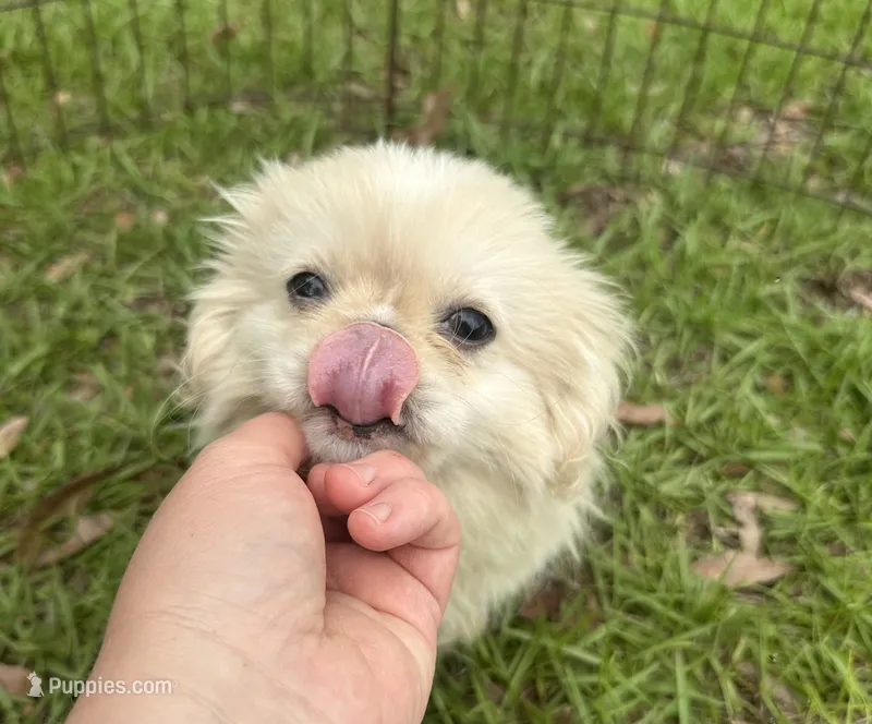 Beautiful Pekingese Female Puppy ! – Pekingese puppy for sale in Live Oak, FL