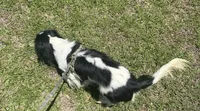 Handsome !, a male Cavalier King Charles Spaniel for sale in Live Oak, FL – 4 of 8