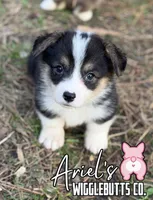 Wigglestrigirl, a female Pembroke Welsh Corgi for sale in Castalia, NC – Photo 2 of 4