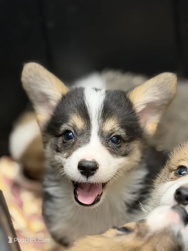 Wigglestrigirl – Pembroke Welsh Corgi puppy for sale in Castalia, NC