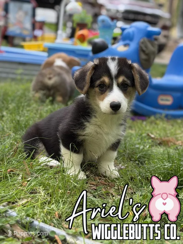 Wigglestrigirl – Pembroke Welsh Corgi puppy for sale in Castalia, NC