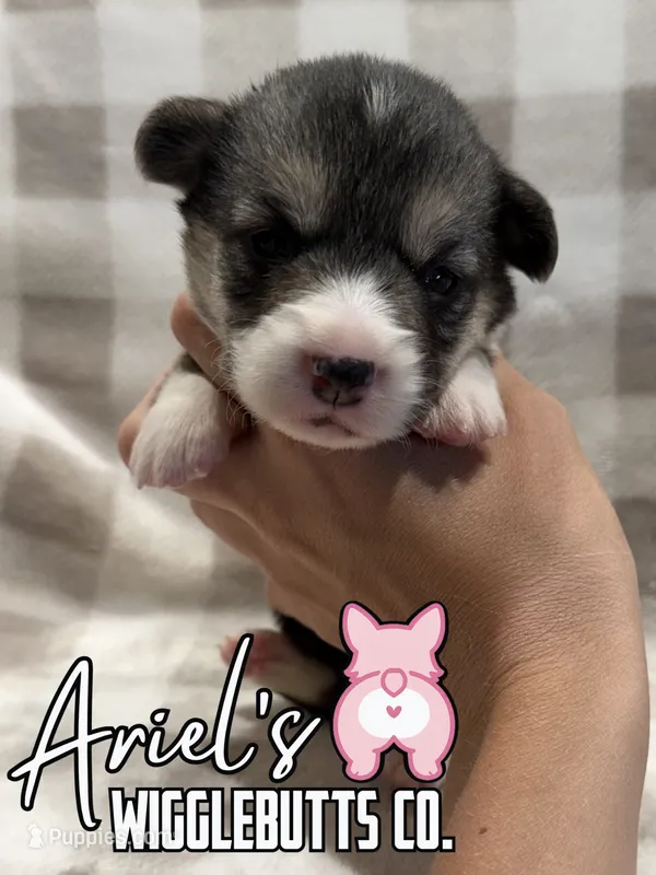 Truffle – Pembroke Welsh Corgi puppy for sale in Castalia, NC