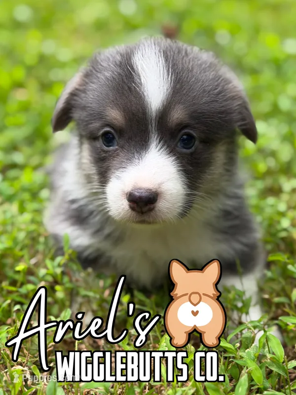 Mocha  – Pembroke Welsh Corgi puppy for sale in Castalia, NC