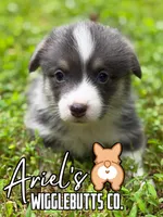 Mocha , a male Pembroke Welsh Corgi for sale in Castalia, NC – 1 of 7
