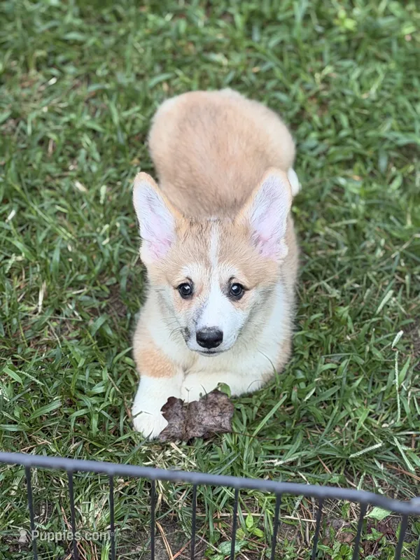 Biscuit – Pembroke Welsh Corgi puppy for sale in Castalia, NC