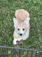 Biscuit, a male Pembroke Welsh Corgi for sale in Castalia, NC – 1 of 6