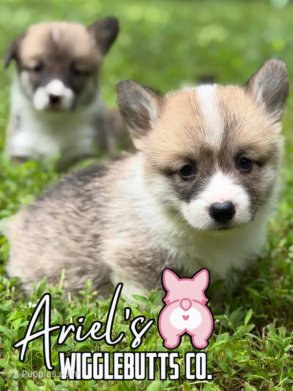 Honey – Pembroke Welsh Corgi puppy for sale in Castalia, NC