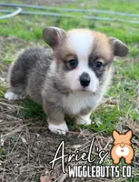 Wigglesredboy1, a male Pembroke Welsh Corgi for sale in Castalia, NC – Photo 3 of 6