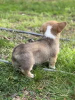 Wigglesredboy1, a male Pembroke Welsh Corgi for sale in Castalia, NC – Photo 2 of 6